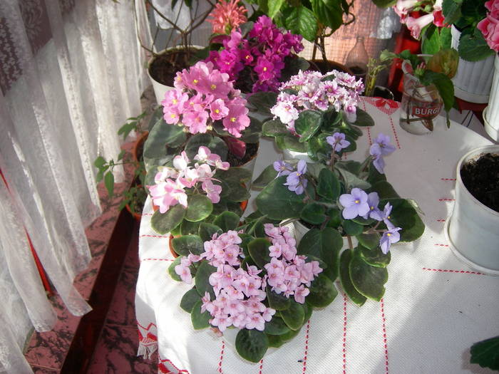 Violete de Parma - Flori - 2009