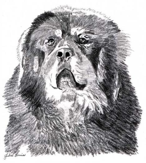 Tibetan Mastiff4