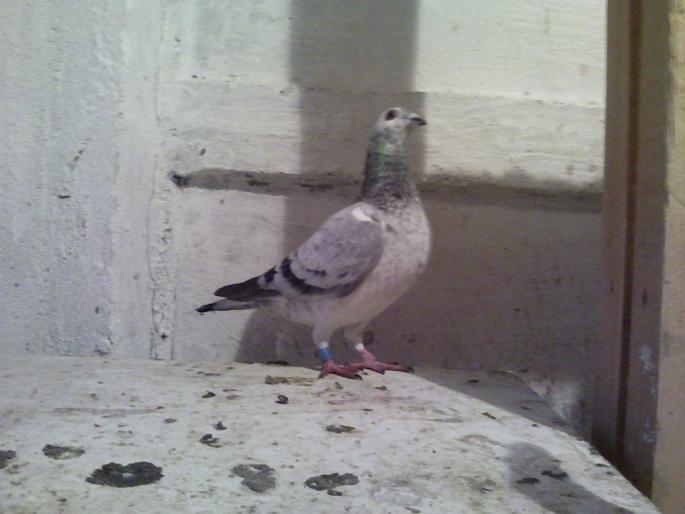 0361877 -2008 loc 19 Melk