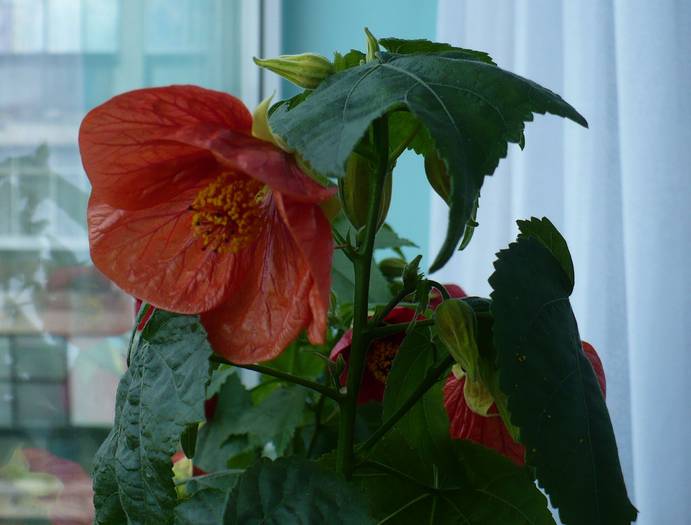 P1140687 - ABUTILONI