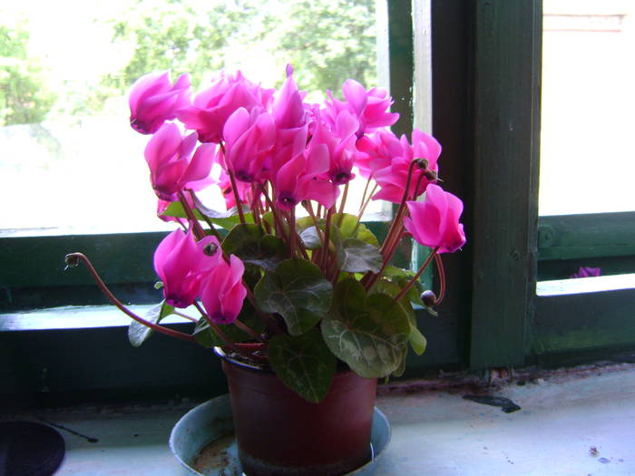 DSC01649 - cyclamen