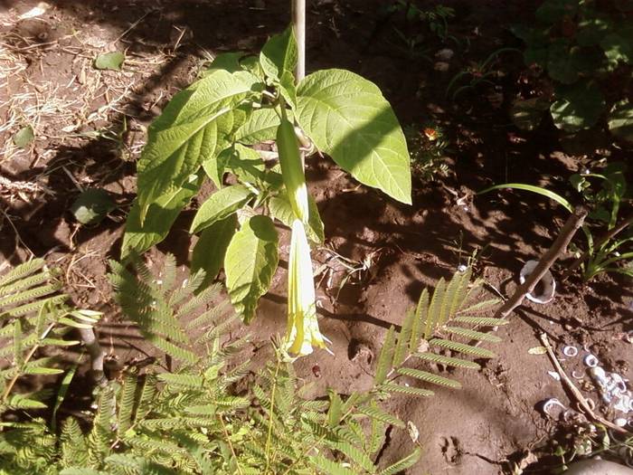 datura