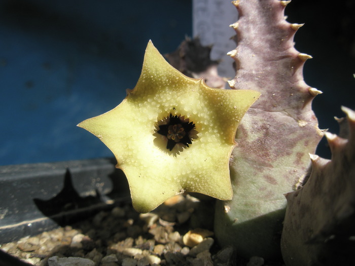 Huernia primulina - floare - Asclepidiacee 2009