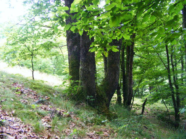 DSCF2555 - Berchezoaia Biserica Vacilor 28 iunie 2009