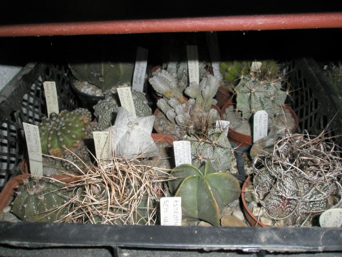 P1100021 - cactusi la iernat 2008-2009