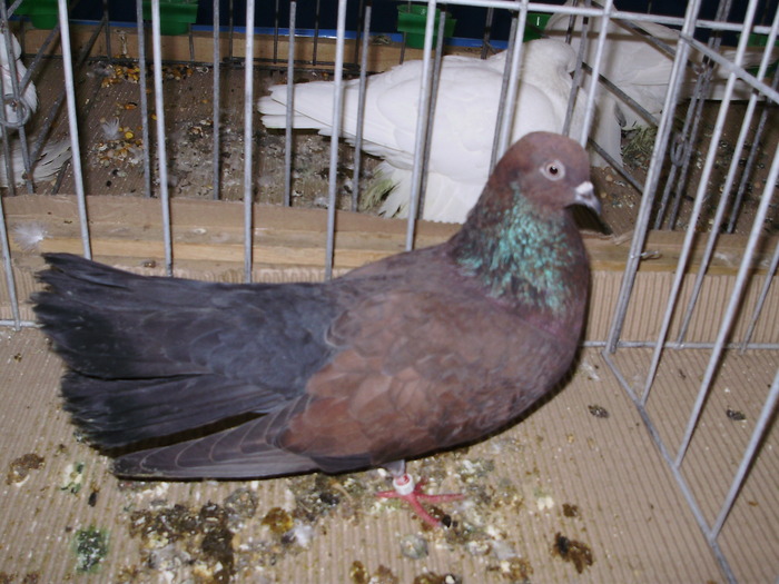 10563 escampadissa 1 - 1507 partea 6a