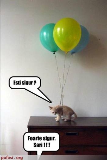 poze-amuzante-poza-amuzanta-pisica-vrea-sa-sara-de-pe-birou-legata-de-cateva-baloane-cu-heliu - Poze  amuzante cu pisici