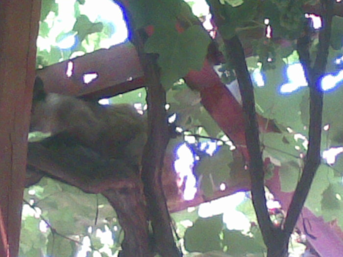 10082009(016) - mamaia 2009