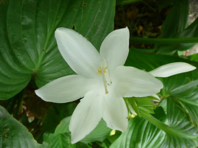 P1010087 - Gradina flori