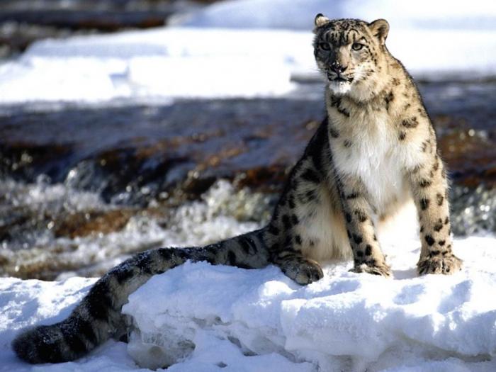 Focused, Snow Leopard - leoparzi si tigri