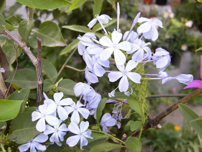 plumbago