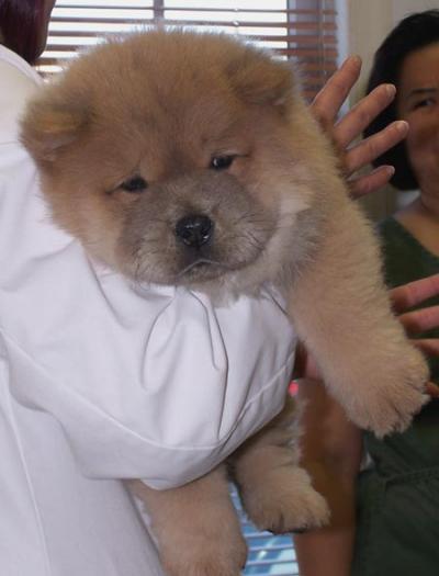 puiutz chow chow 8