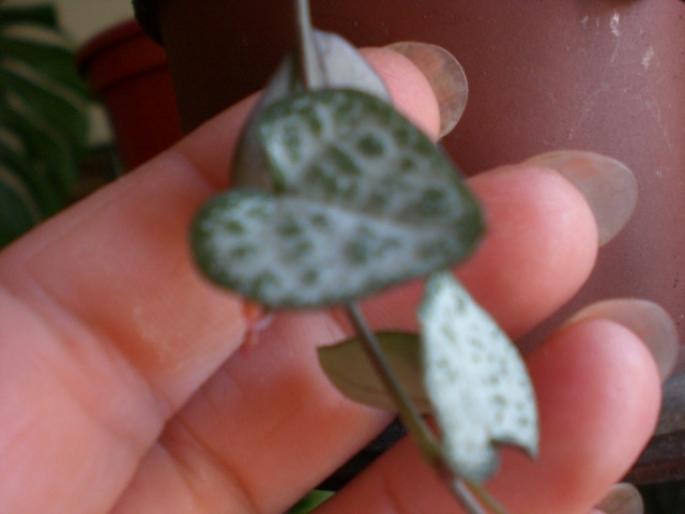aug 2008 027; celopegia?
