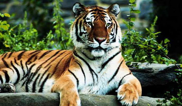 Tigru intelept - Tigri