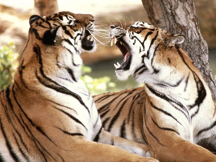 -tigers-pictures - Tigers