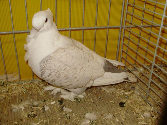 13930 satinet brown 0 - 1505 partea 6