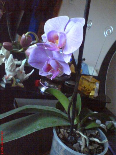 DSC02760 - orhidee - phale-evolutie tija florala