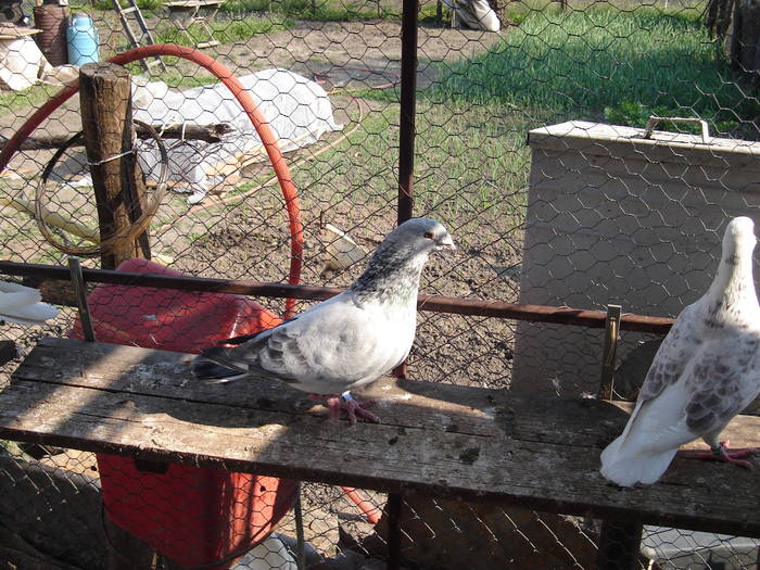 95 - E Porumbei Voiajor Standard Vechi