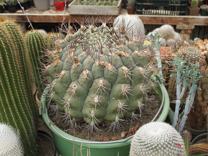 Gimnocalycium saglione - colectia mea de cactusi