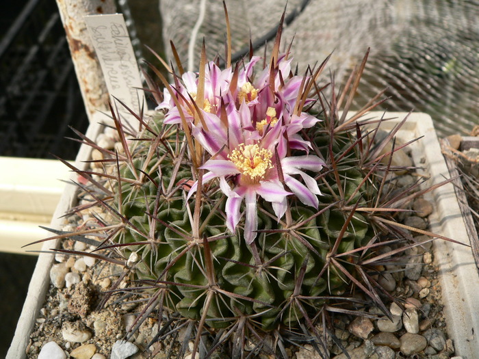 echinofossulocactus_sulphureus