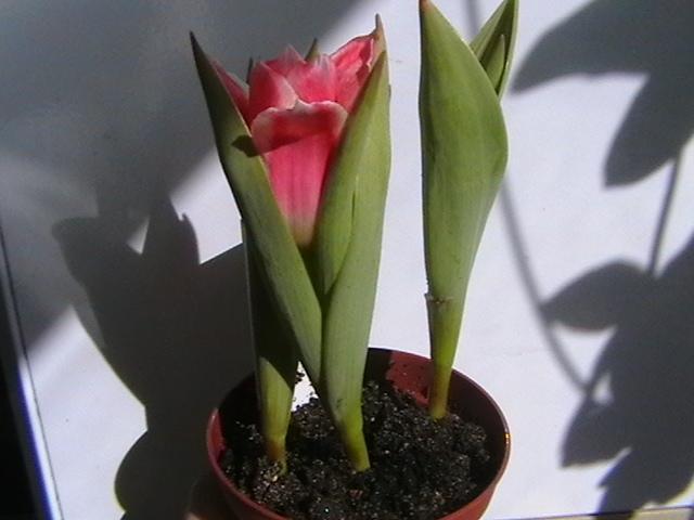 2.03 - alte plante 2009