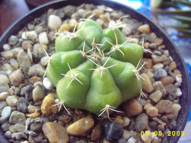 Gymnocalycium Damsii