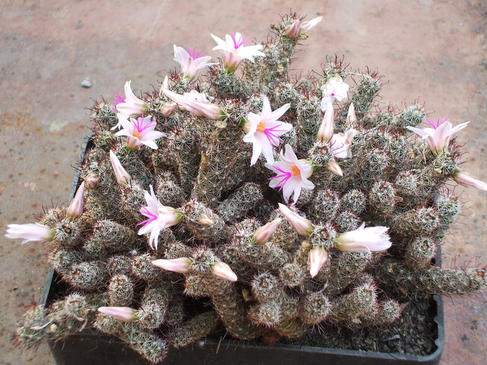 Mammilaria yaquensis