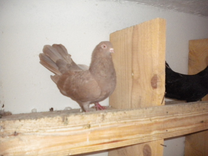 Picture 168 - Raicu 1