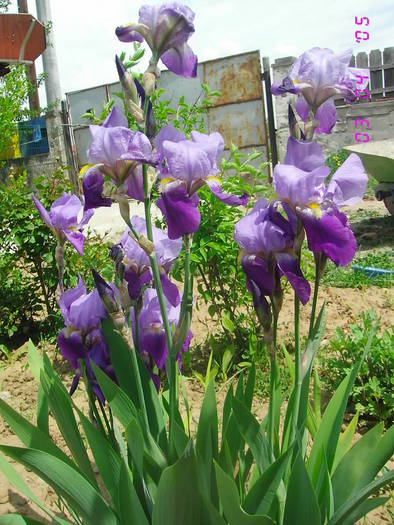 Irisi lila cu mov - IRISI