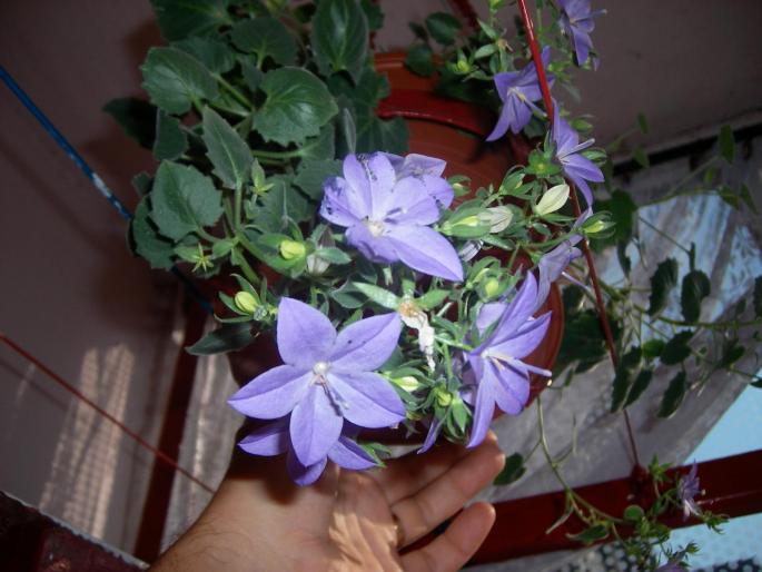 Flori - 2008 