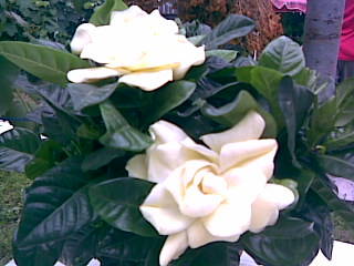 gardenia; gardenia
