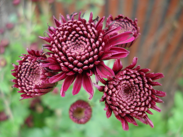 Purple Chrysanths (2009, Oct.17) - 10 Garden in October