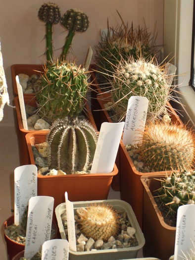 cactusi grup 2