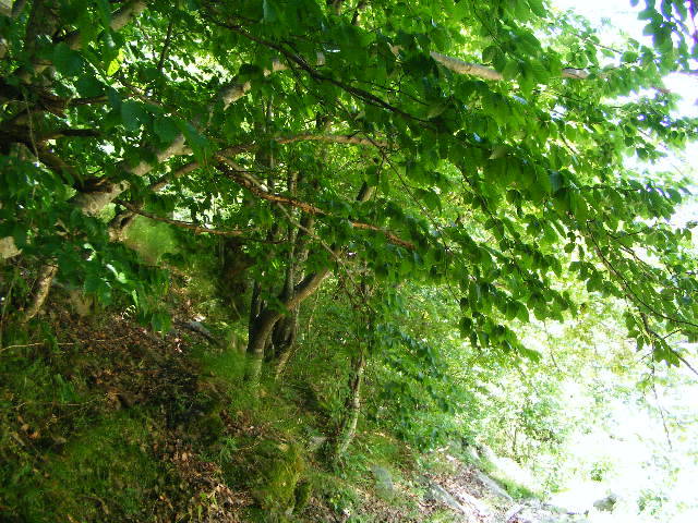 DSCF2455