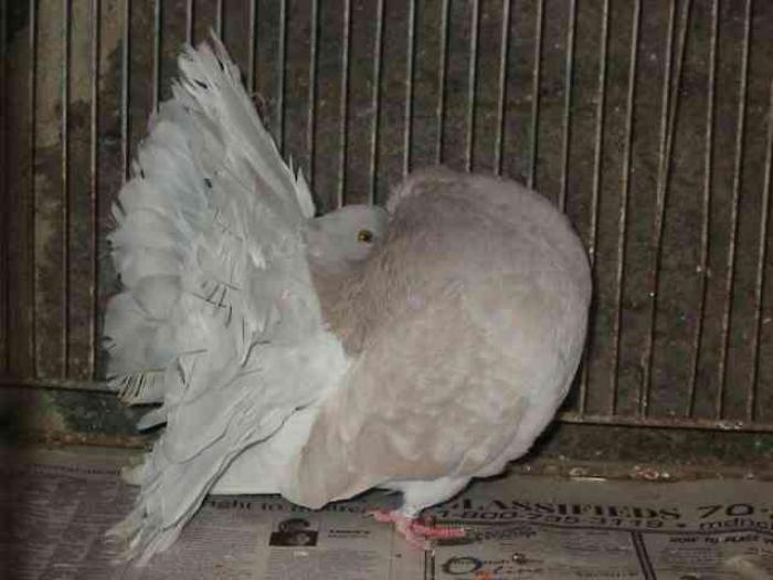 milkyashred - Culorile Porumbeilor NET