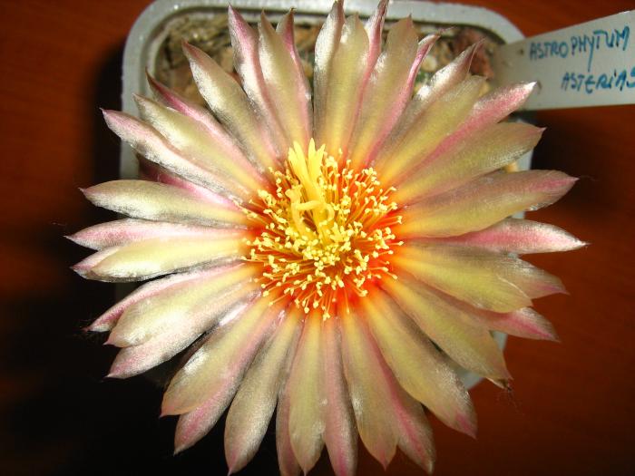 Astro.asterias hb. - Astrophytum