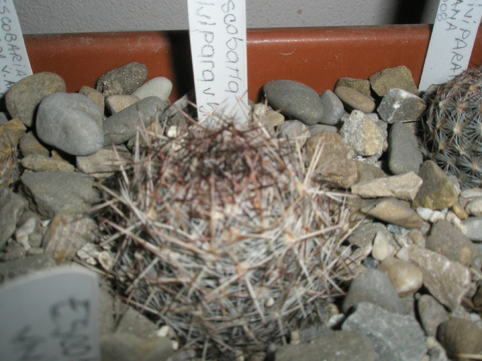 Escobaria vivipara v. bisbeana - 14.01 - plante de exterior - 2009 - 2010