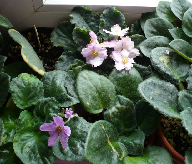 no name-lila   Susie Sunshine - Saintpaulia - violete de camera