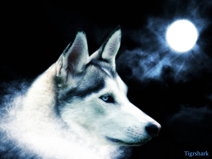 wolf - Wolf