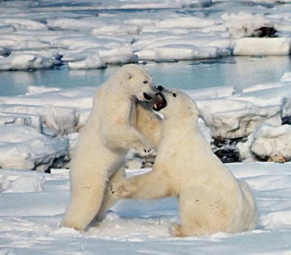 Polar_Bears_ 1