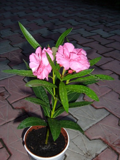 roz cu floare imensa - leandru