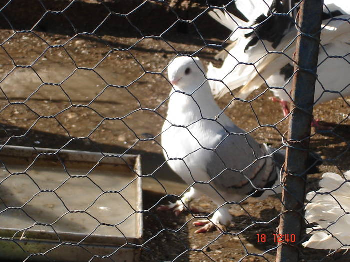 40 - B  Porumbei Amestecati