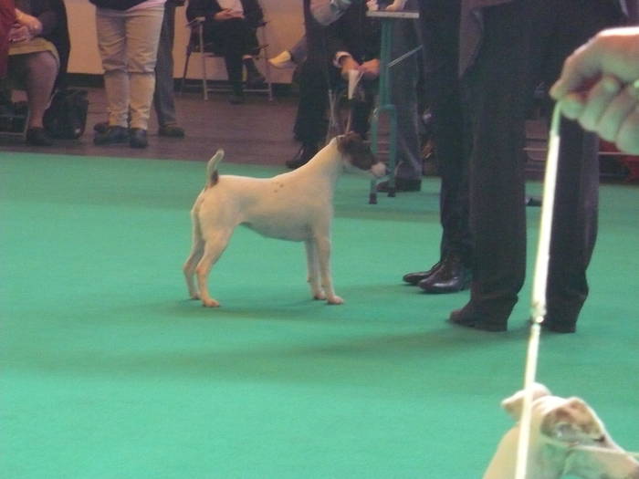 P1050492 - crufts 2009 smooth fox  and wire