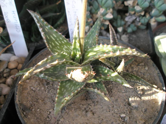 Aloe descoingsii - SUCULENTE 2009