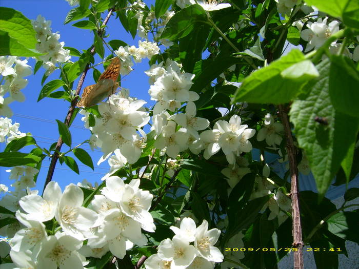 Picture 167 - gradina in 2009