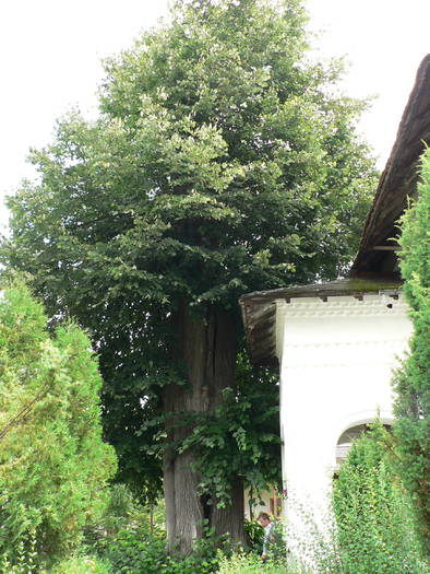 P1050373 - 2009 10-11 07 -manastirea cotmeana