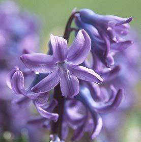 hyacin-or4 - poze cu flori