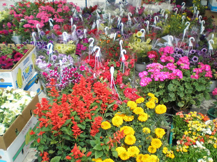P5070240 - expo flori TIMISOARA mai 2009