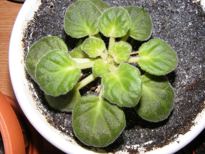 VIOLETA