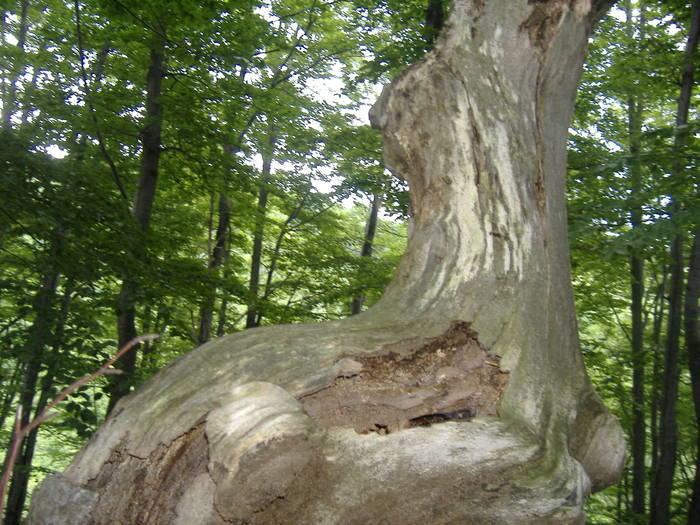 DSCF6062